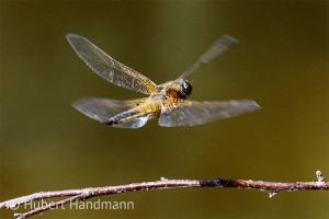 Kontrollflug Vierfleck (Libellula quadrimaculata)