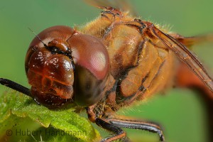 Gemeine Heidelibelle (Sympetrum vulgatum): Augentier und Muskelprotz