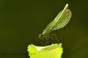 Weibchen der Gebänderte Prachtlibelle (Calopteryx splendens) beim verschlingen der Beute