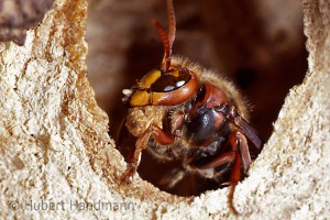 Baumeister Hornisse (Vespa crabro)