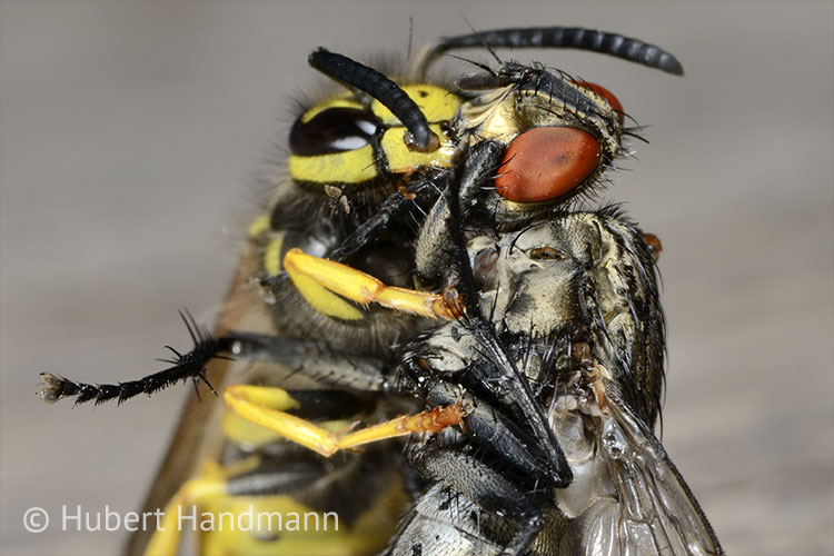 Totentanz: Die Deutsche Wespe (Verspula germanica) überwältigt eine Graue Schmeißfliege