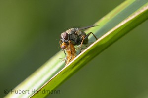 Tödliche Umarmung: die Räuberische Fliege (Coenosia tigrina) saugt ihre Beute (Faulfliege) aus