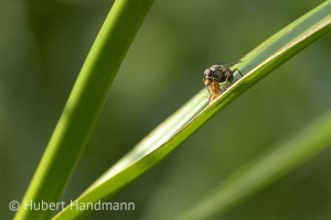 Tödliche Umarmung: die Räuberische Fliege (Coenosia tigrina) saugt ihre Beute (Faulfliege) aus