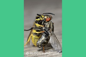 Totentanz: Die Deutsche Wespe (Verspula germanica) überwältigt eine Graue Schmeißfliege