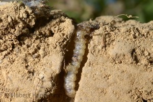 Wohnröhre als Hinterhalt: die Larve des Dünen-Sandlaufkäfers (Cicindela hybrida)