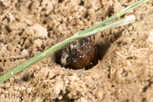 Reinigung des Fangplatzes: die Larve des Dünen-Sandlaufkäfers