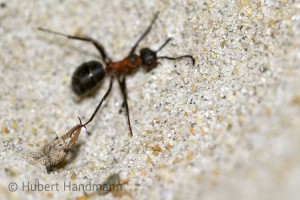 Der Ameisenlöwe packt seine Beute und zieht sie in den Sand