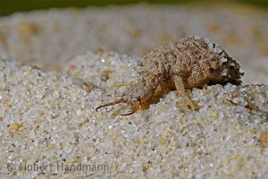 Der Ameisenlöwe (Larve der Ameisenjungfer) auf Wanderung