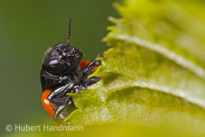 Sackkäfer (Clytra 4-punctata)