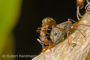 Kontrolle - eine Kahlrückige Waldameise (Formica polyctena) bewacht die Eiablage der Eichen-Rindenlaus (Lachnus roboris)