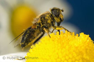 Schwebfliege (Eristalis spec.) als Bestäuber