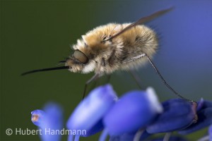 Wollschweber (Bombylus spec.) auf Traubenhyazinthe