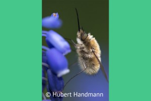 Wollschweber (Bombylus spec.) auf Traubenhyazinthe