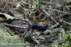 Blauer Laufkäfer (Carabus intricatus) auf Beutesuche