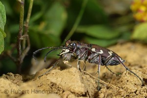 Dünen-Sandlaufkäfer (Cicindela hybrida): Prächtig und bedrohlich zugleich