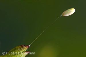 Ei am Stil: Die Florfliege (Chrysoperla carnea) setzt ihr 1mm großes Ei auf einen Sekretfaden