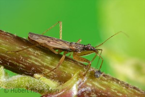 Eine Sichelwanze (Nabis rugosus) saugt eine Blattlaus aus