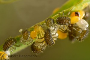 Larven des Asiatischen Marienkäfers (Harmonia axyridis) auf dem Eigelege