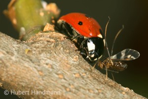 Der Dünen-Sandlaufkäfer überwältigt eine Kahlrückige Waldameise (Formica polyctena)