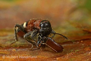 Ein wirksamer Borkenkäferfeind: Der Ameisenbuntkäfer (Thanasimus formicarius)